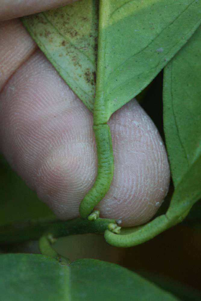              Petiole (Riverside, CA)       